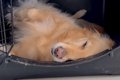 爆睡している大型犬…の画像