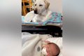 生まれたばかりの孫…の画像