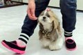 ドッグダンスで愛犬…の画像