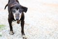 犬が『ふらふら歩く…の画像