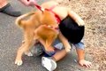 2歳の男の子が『子犬…の画像