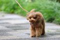 犬の『歩き方』でわ…の画像