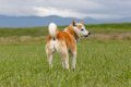 犬が人に『背中を向…の画像
