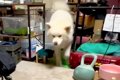 トイレができた秋田…の画像