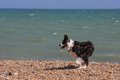 愛犬と海水浴へ行く…の画像