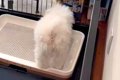 いつもは大人しいの…の画像