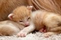 赤ちゃん子猫が『大…の画像