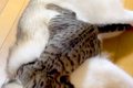 1週間ぶりに、猫が『…の画像