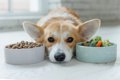 犬の食事について｜…の画像