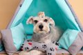犬と『相性がいい動…の画像