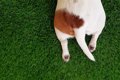 犬の尻尾には運動中…の画像