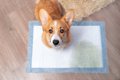 犬のおしっこが赤や…の画像