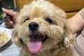 おじいちゃんが『い…の画像