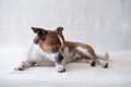 犬が飼い主に『不満…の画像