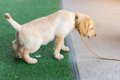 犬の『膀胱炎』で現…の画像