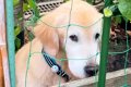 『大型犬がやたら庭…の画像