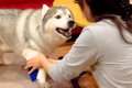 お母さんが『大型犬…の画像