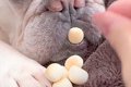寝ている犬の前に『…の画像
