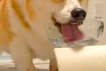 『水を飲む犬』を撮…の画像
