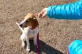 犬が人に『塩対応』…の画像