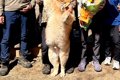 実家にて、大人数で…の画像