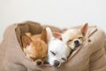 犬が『リラックスで…の画像