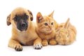 犬との同居が不向き…の画像