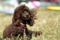 風が強い日、犬の散…の画像