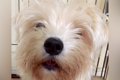『ボロボロの犬』を…の画像