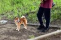 散歩中の犬に『知ら…の画像