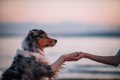 犬から『尊敬される…の画像