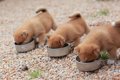 子犬は食べ物の数を…の画像