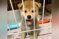 反則級にかわいらし…の画像