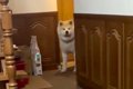 連休でお父さんが帰…の画像
