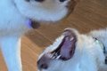 『毎日笑かしにくる…の画像