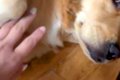 実家のチワワを抱っ…の画像