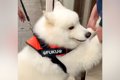 注射を怖がる大型犬→…の画像