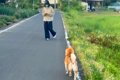 犬に『いないはずの…の画像