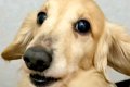 犬の皮膚に『黒いも…の画像