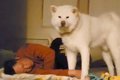 布団で寝るお父さん→…の画像