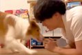 世界一賢い犬種に『…の画像