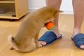 子犬がボールを咥え…の画像