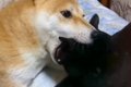 『犬と猫がイチャイ…の画像