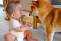 犬と赤ちゃんの微妙…の画像