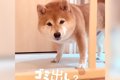 犬を置いて『ゴミ出…の画像