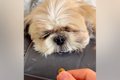 爆睡中の犬の顔に『…の画像