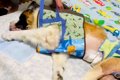 寝たきり介護の超大…の画像