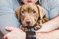 犬が嫌がること！飼…の画像