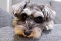 パパと犬の留守番を…の画像