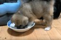 子犬がご飯を食べて…の画像